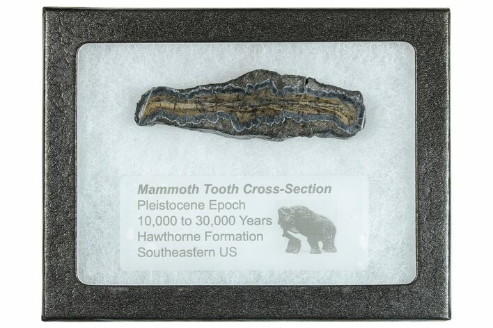 Mammoth Molar Slice With Case - South Carolina #291073